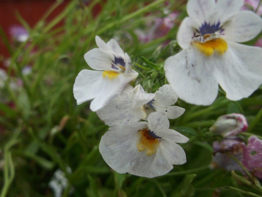 Немезия мантия короля