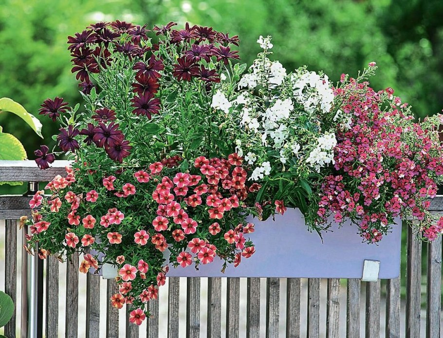 Немезия на балконе