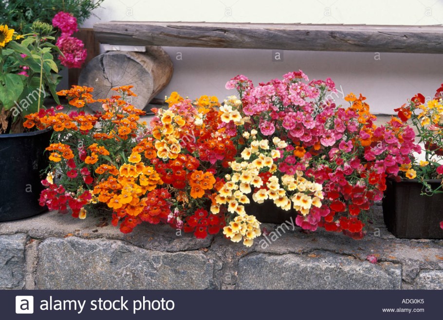 Немезия на клумбе