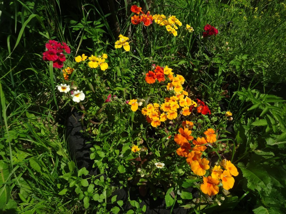 Немезия Фокстрот