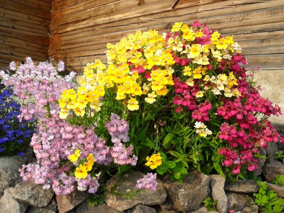 Немезия ампельная