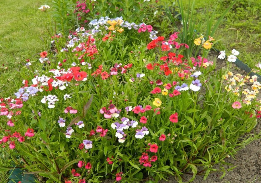 Немезия цветок