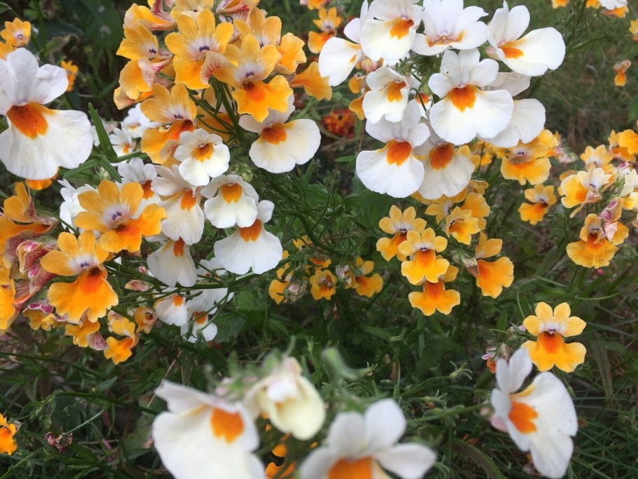 Немезия Гранада