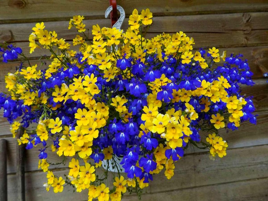 Виола и лобелия