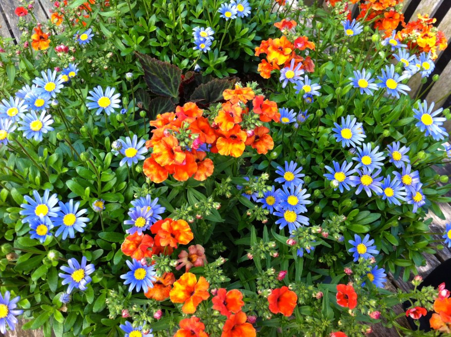 Немезия и лобелия