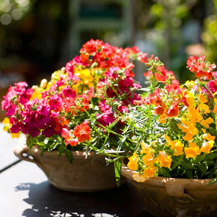 Немезия Поэтри микс