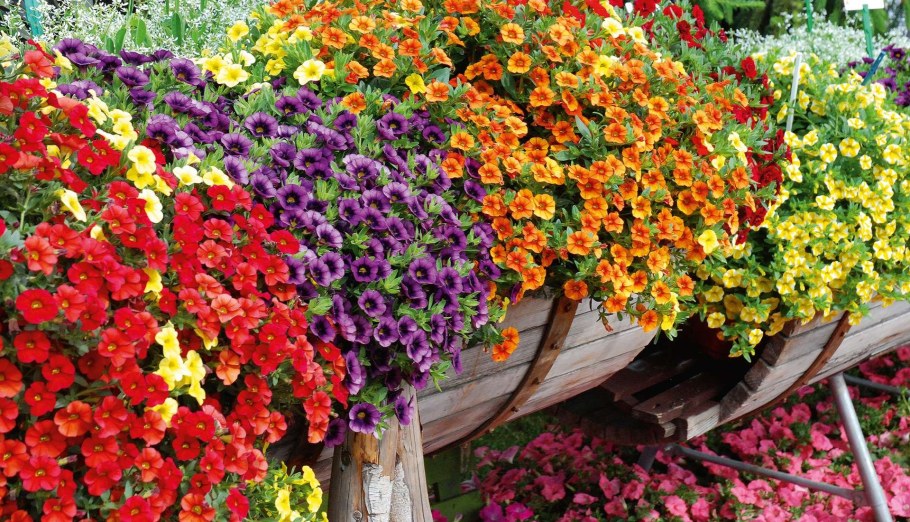 Немезия Nesia