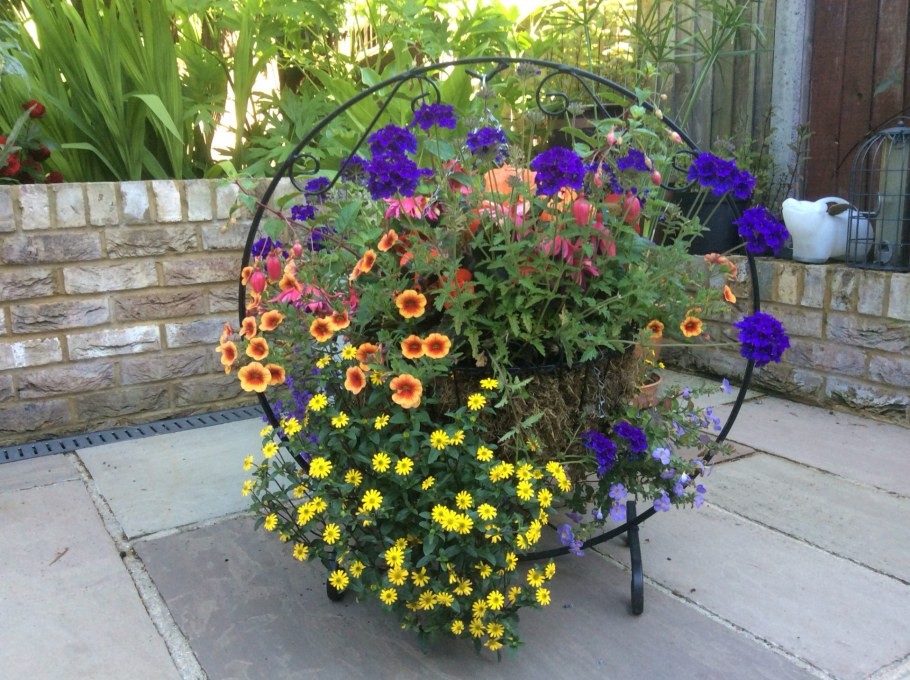 Вербена калибрахоа