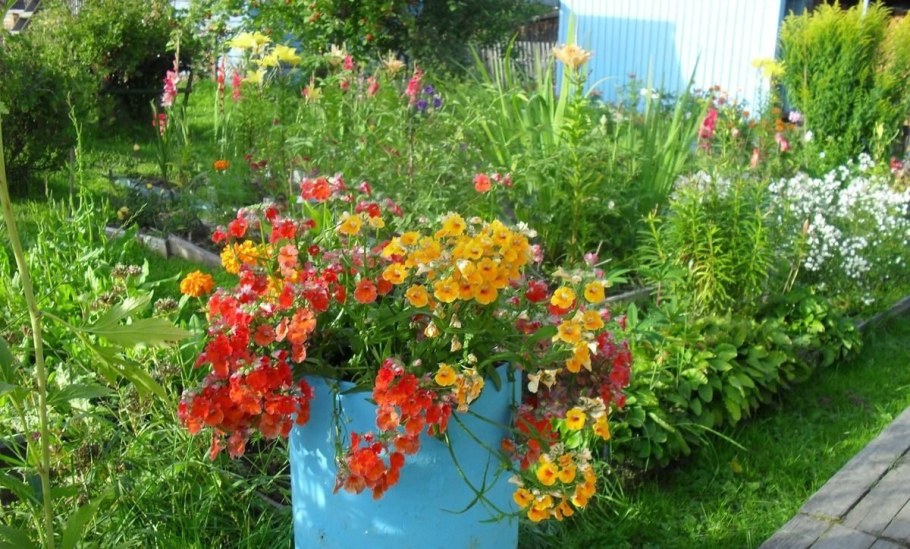 Немезия мантия кардинала