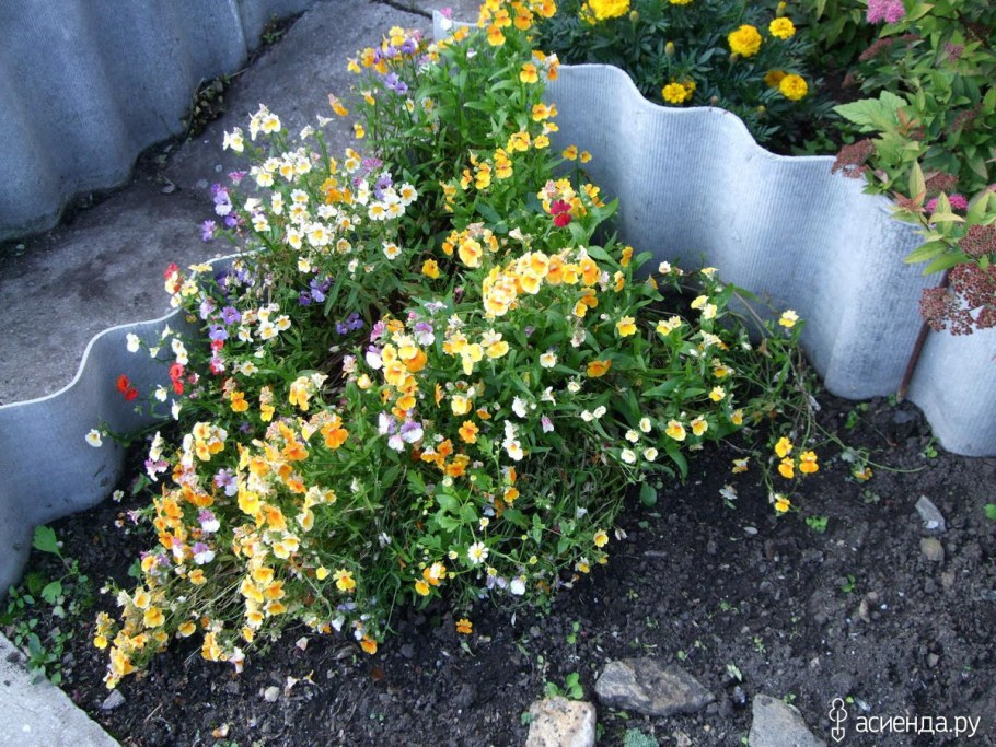 Немезия на клумбе