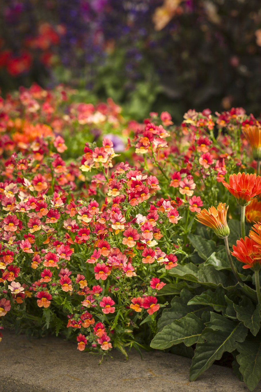 Немезия ампельная