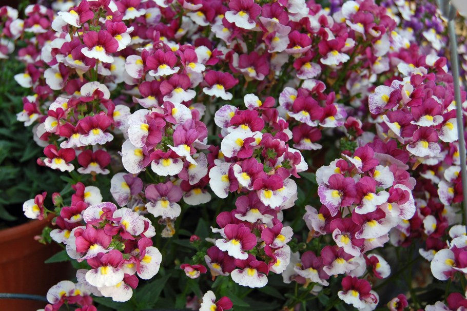 Цветы немезия Триумф