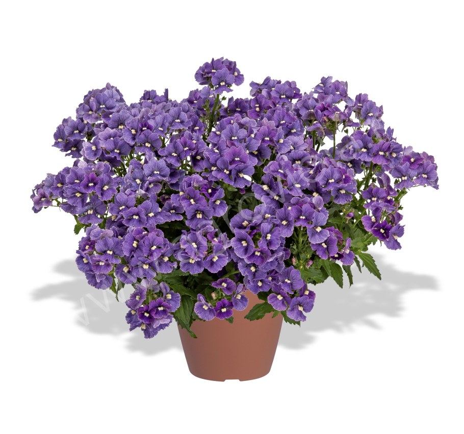 Немезия Nesia Burgundy