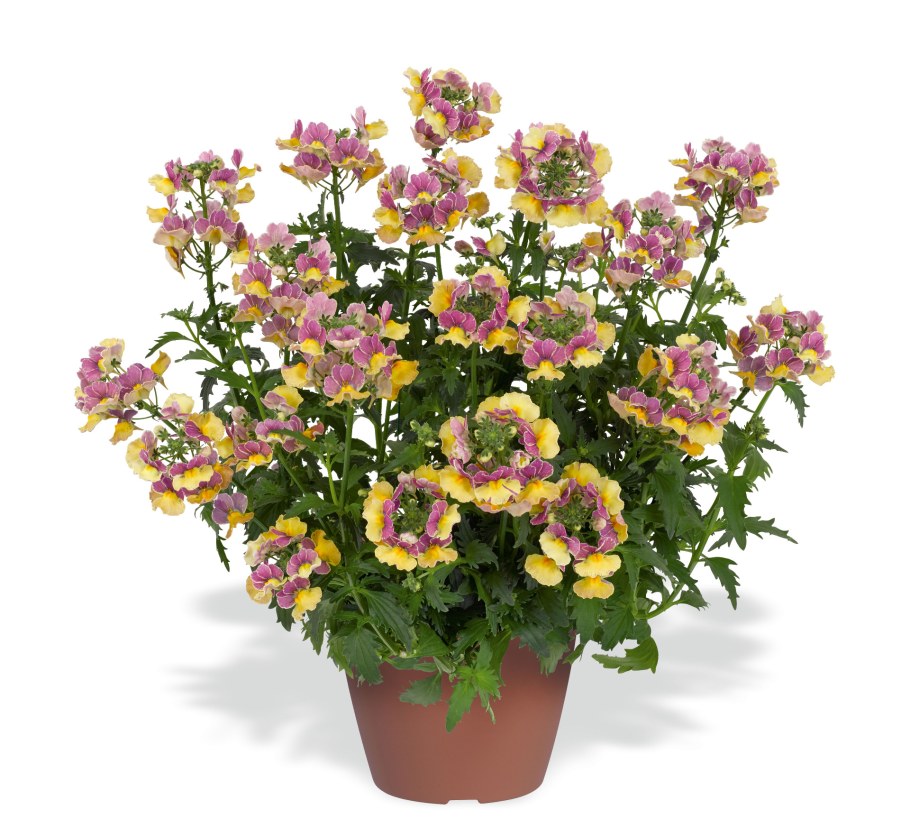 Немезия Nesia Burgundy