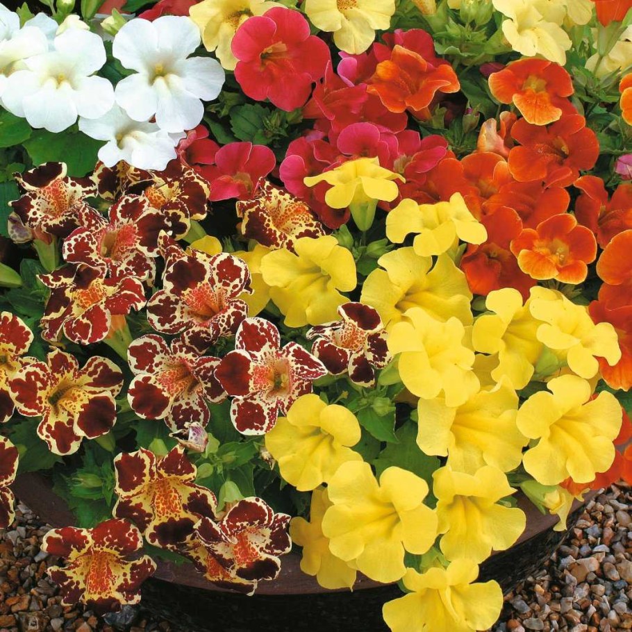 Губастик мимулюс цветок