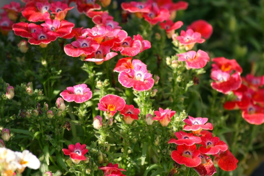 Немезия Лазоревая