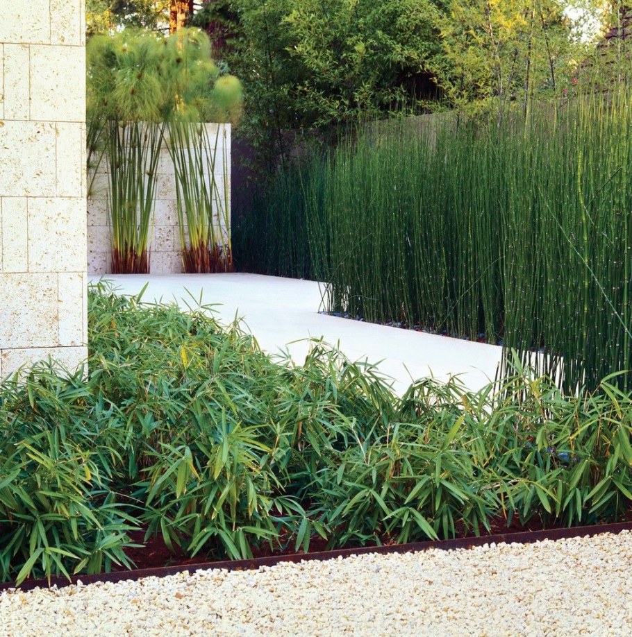 Хвощ в ландшафтном дизайне