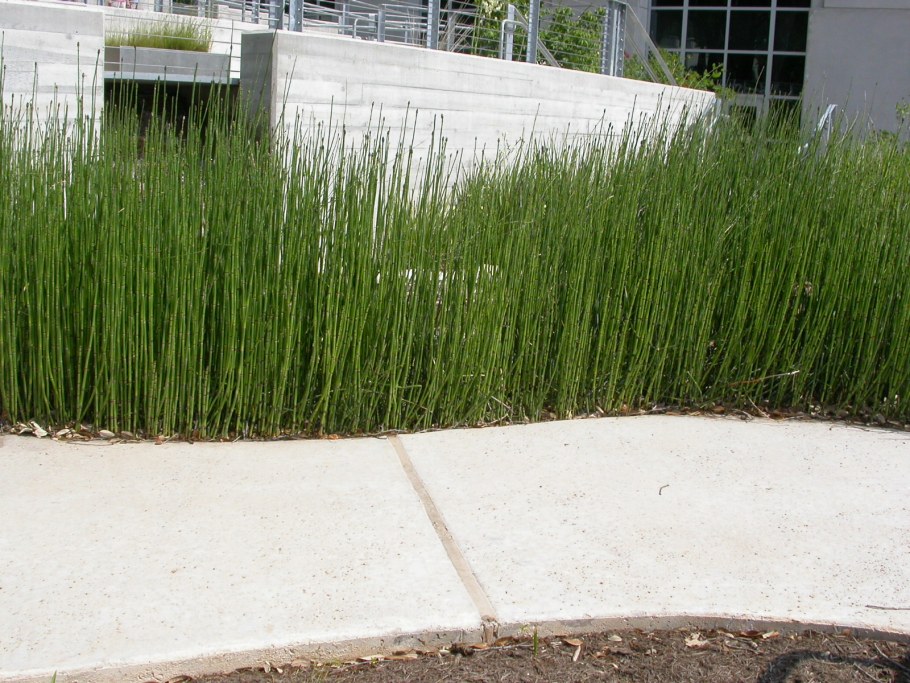 Хвощ зимующий robustum