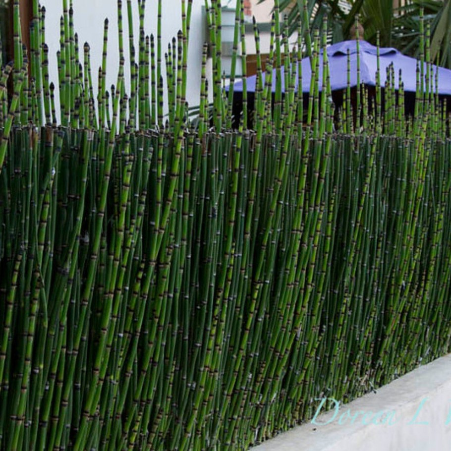 Хвощ Equisetum hyemale robustum