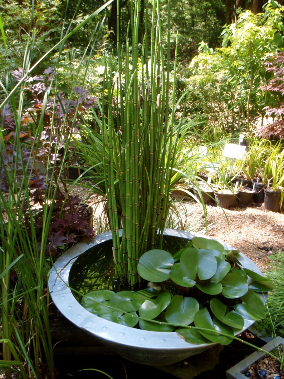 Хвощ декоративный садовый