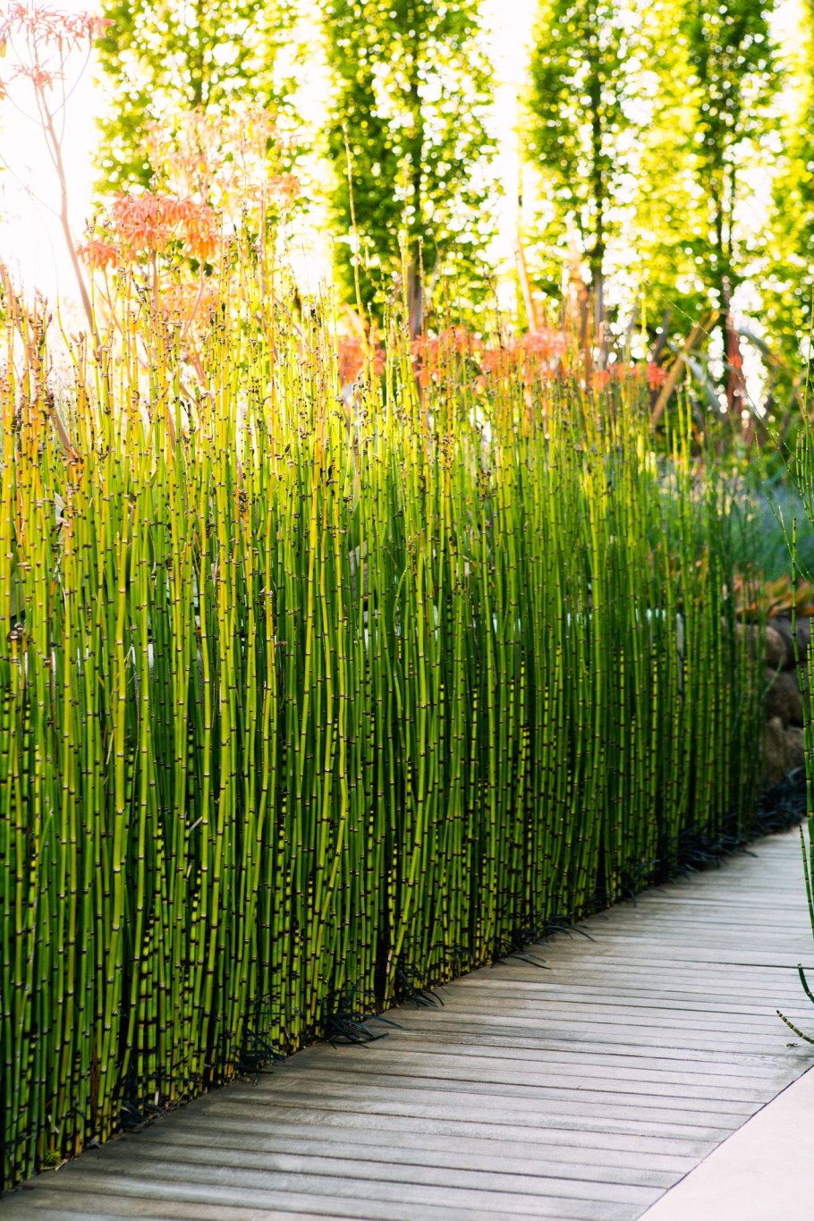 Хвощ в саду