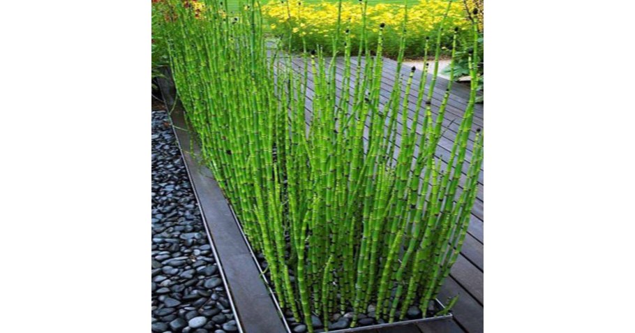 Хвощ вечнозеленый зимующий