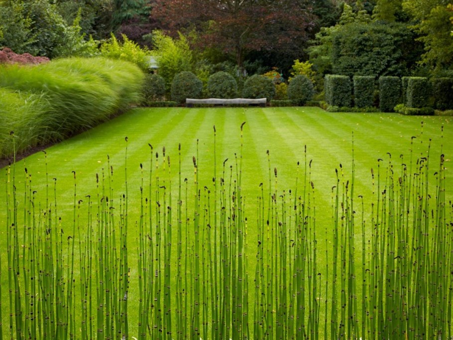 Хвощ Энтони пол