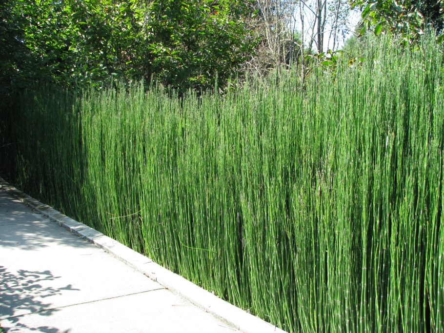 Equisetum hiemale хвощ зимующий
