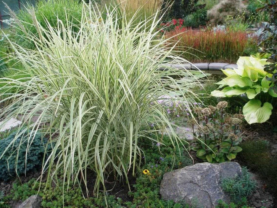 Мискантус тростниковый