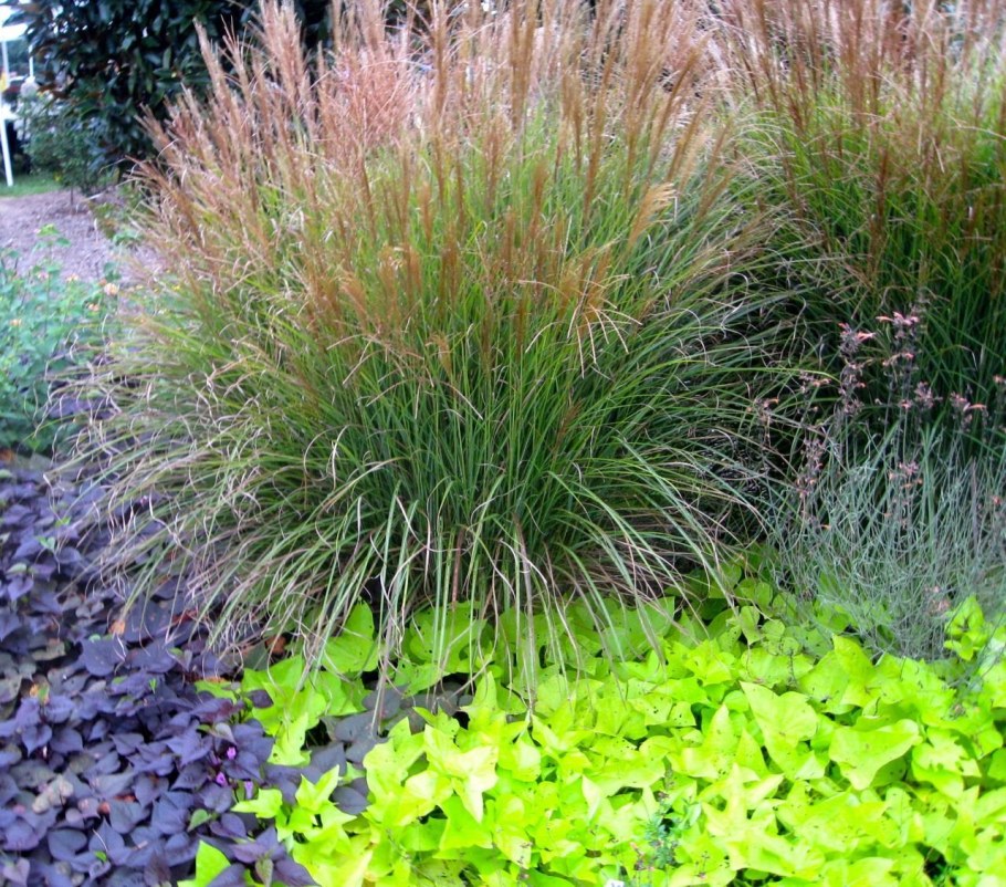 Пеннисетум мискантус