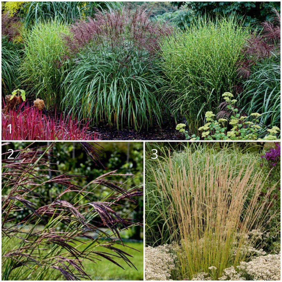 Вейник остроцветковый