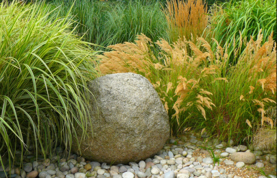 Колосняк песчаный райграс