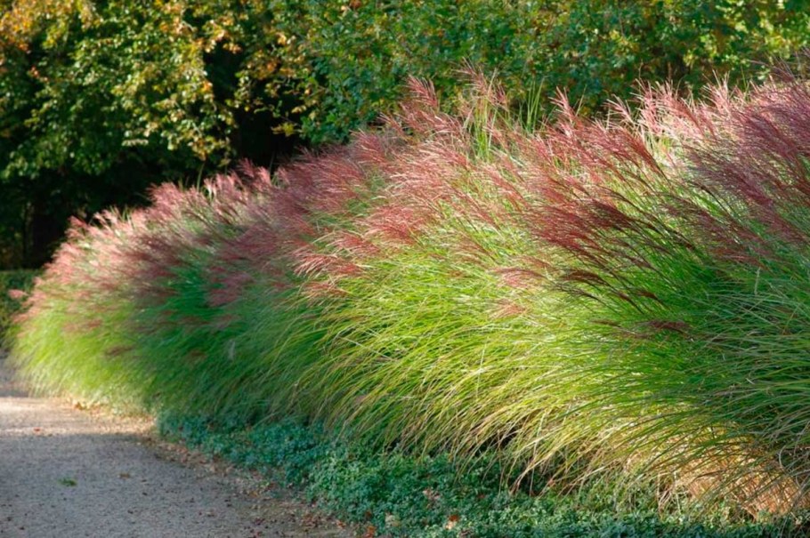 Мискантус китайский Gracillimus