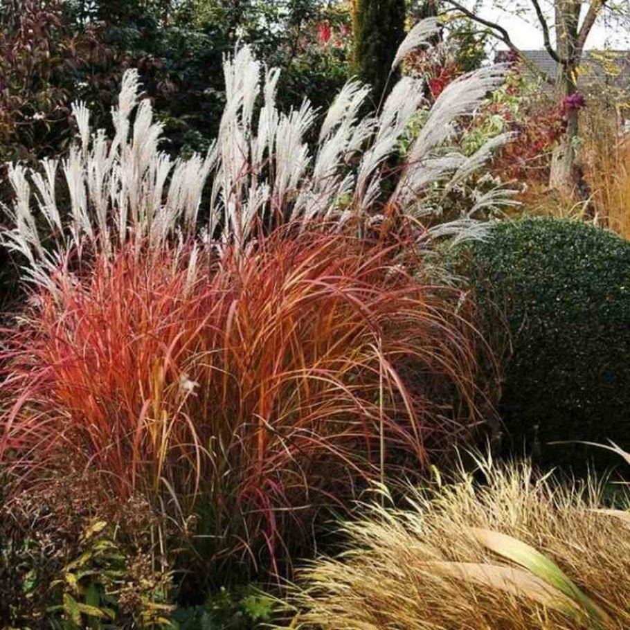 Мискантус Дроннинг Ингрид