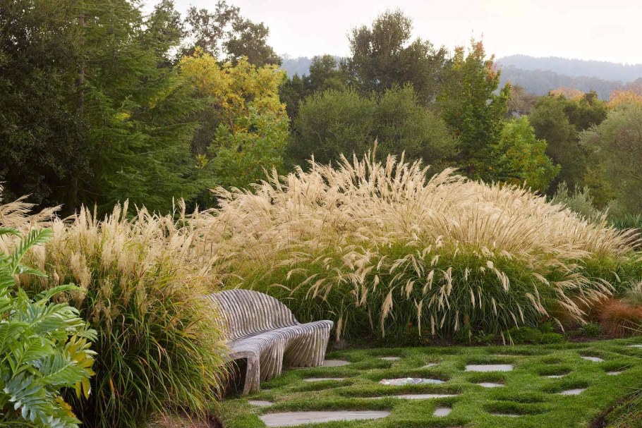 Кортадерия мискантус