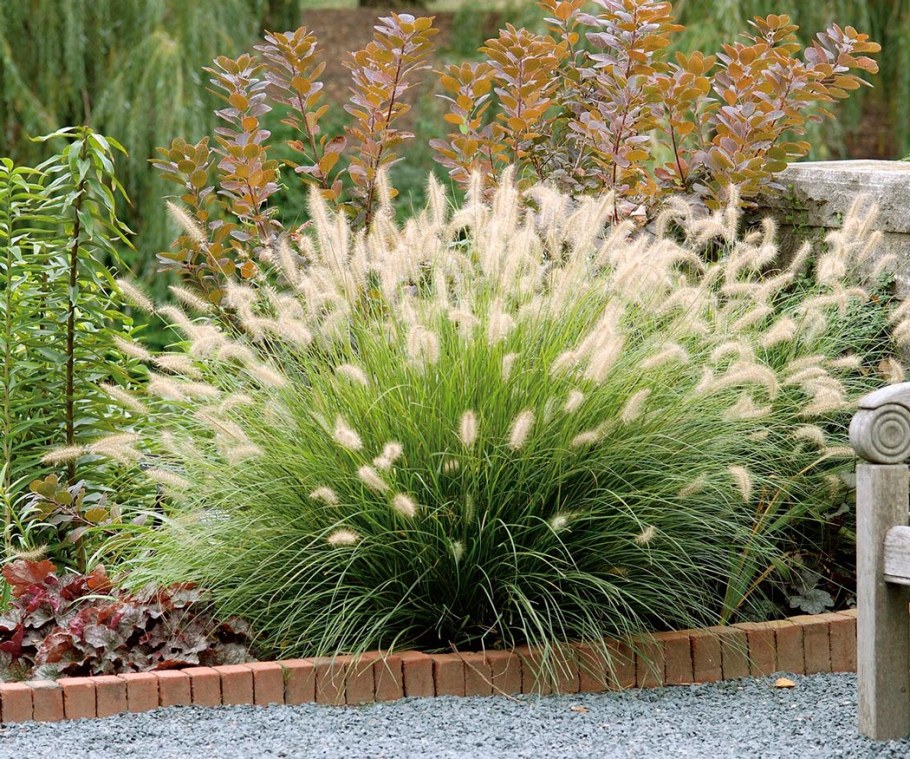 Пеннисетум Hameln