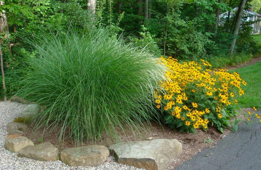 Овсец вечнозеленый