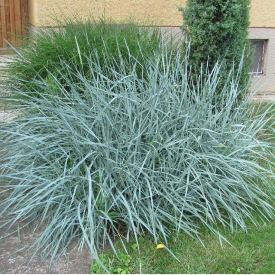 Колосняк песчаный Блю дюн