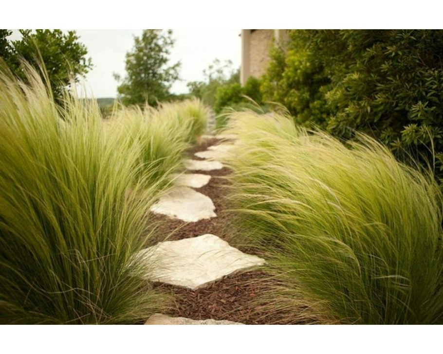 Ковыль гривастый