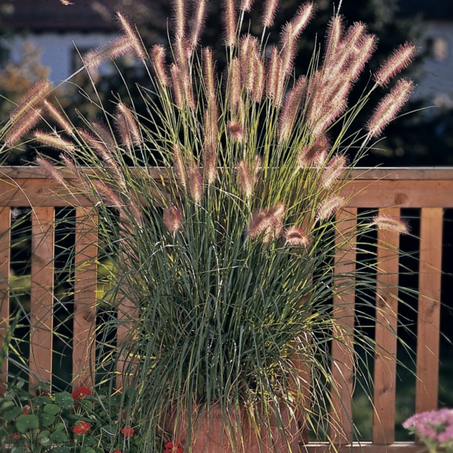 Кортадерия мискантус