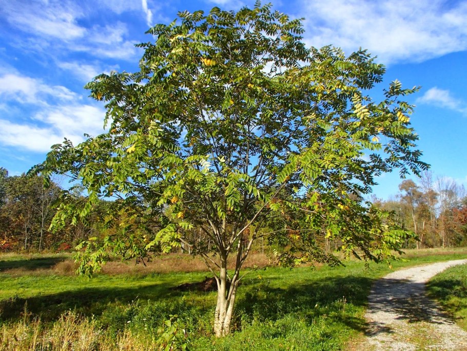 Орех грецкий (Juglans mandshurica)