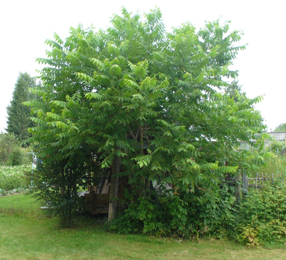 Орех маньчжурский (Juglans mandshurica)