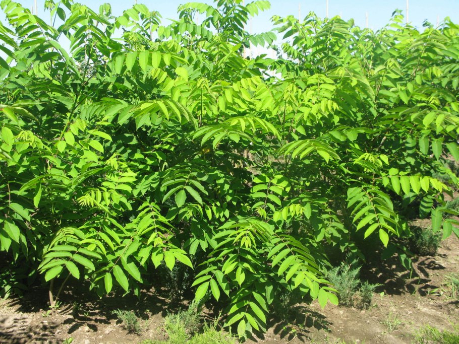 Juglans mandshurica дерево