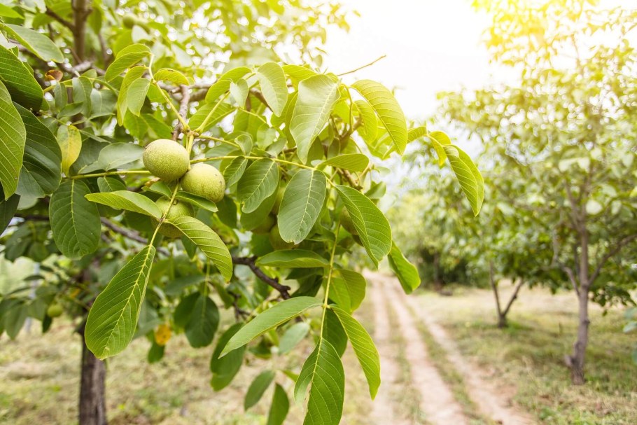 Орешник грецкий