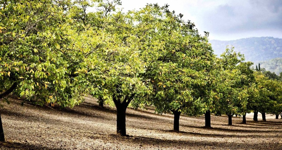 Орешник грецкий дерево