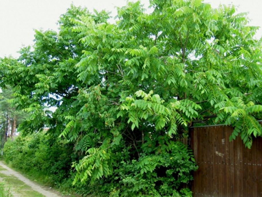 Маньчжурский грецкий орех дерево