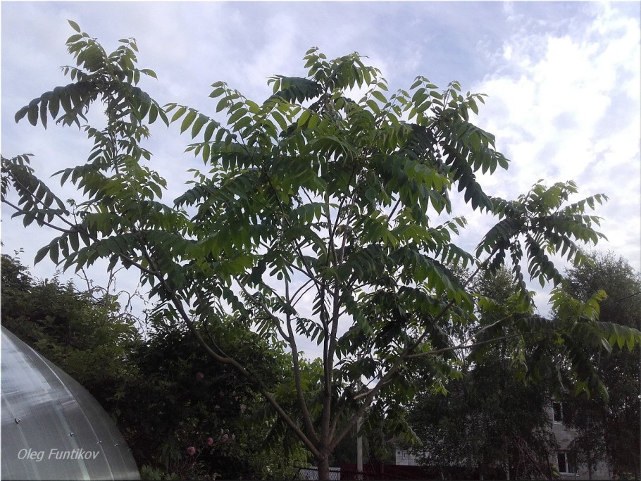 Гибрид грецкого и маньчжурского ореха