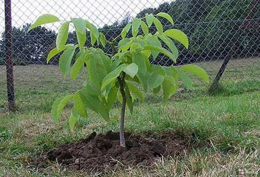 Орешник грецкий дерево
