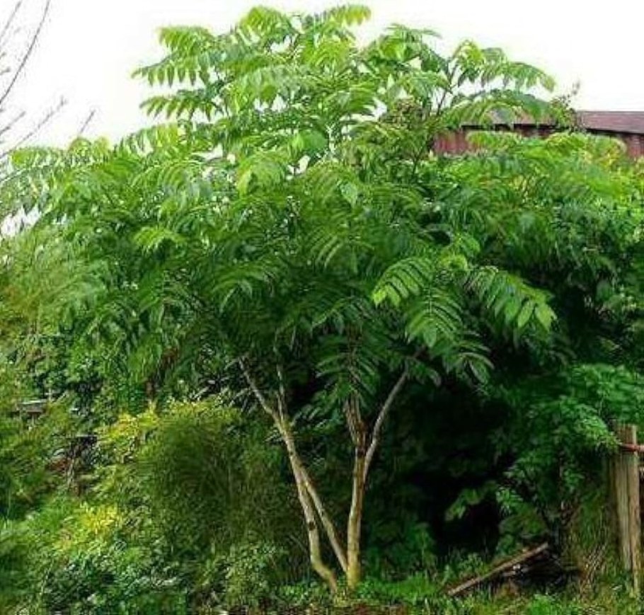 Орех маньчжурский (Juglans mandshurica)