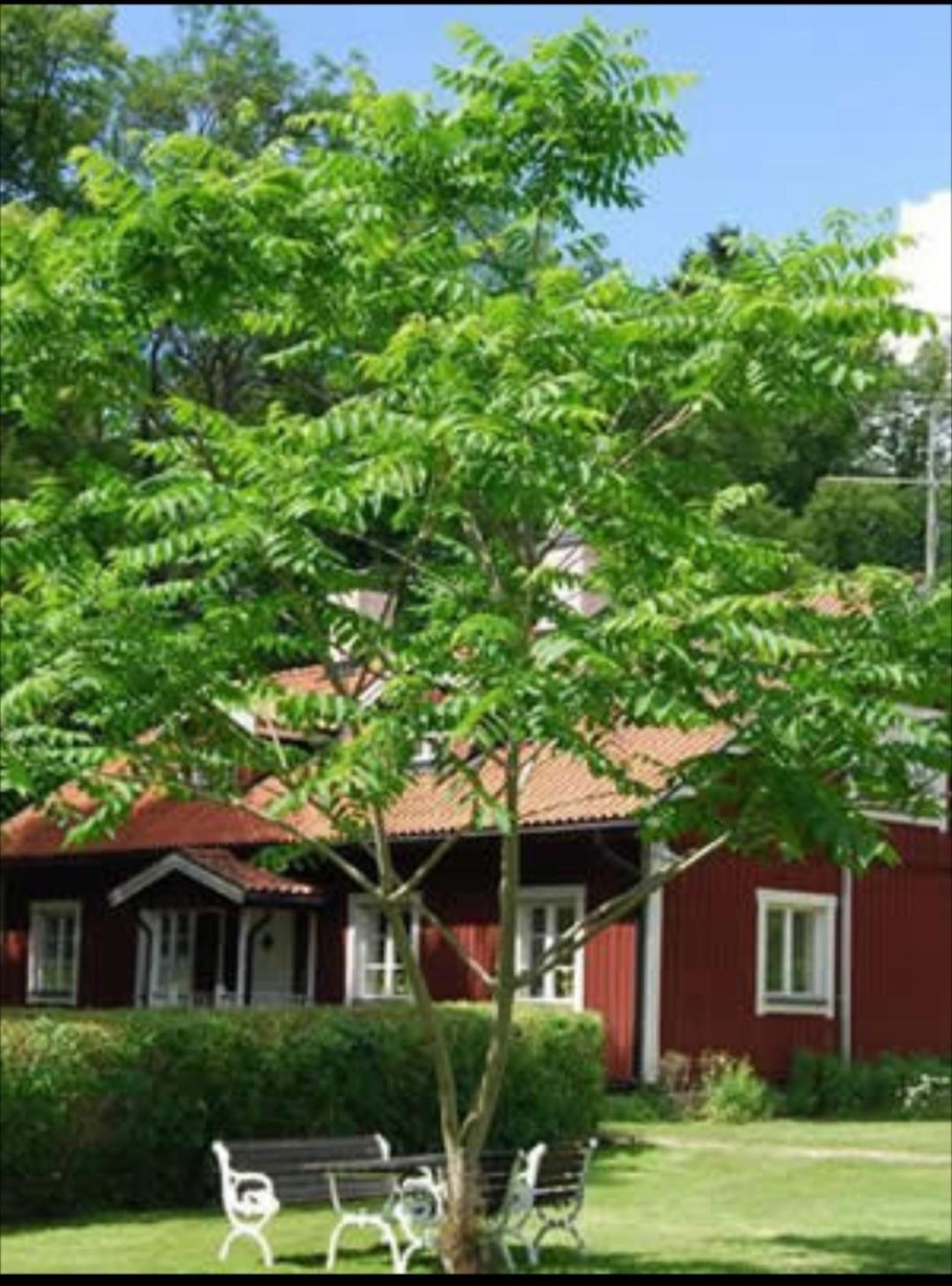 Орех маньчжурский (Juglans nigra l.)